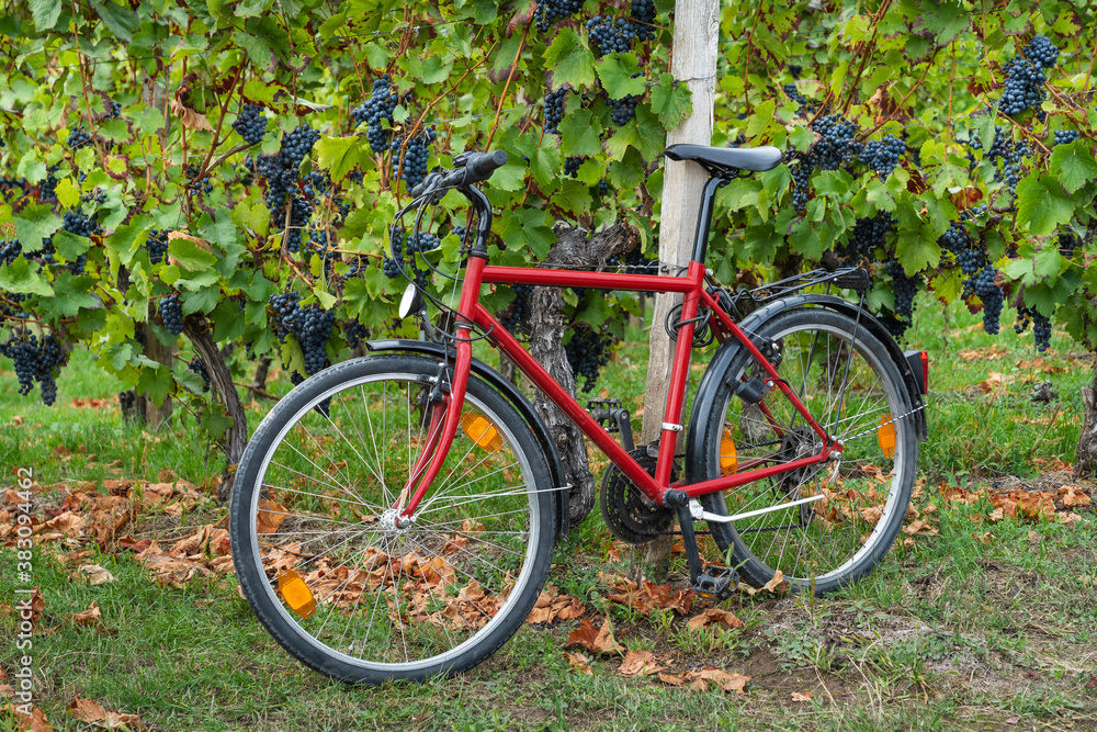 Rotes Fahrrad an einem Weinberg