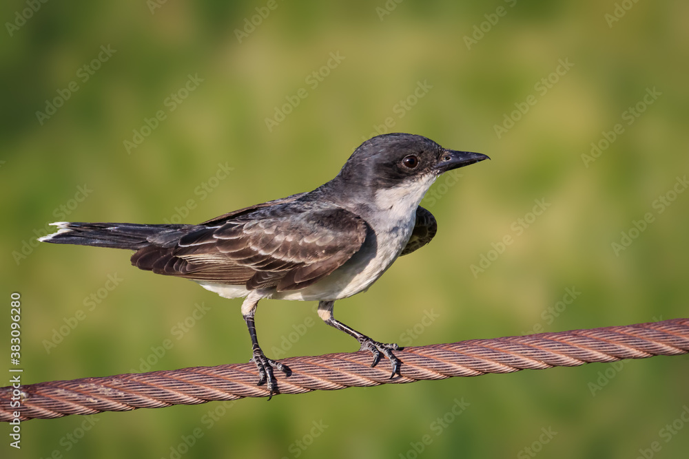 Fototapeta premium Eastern kingbird (Tyrannus tyrannus) perched on a wire