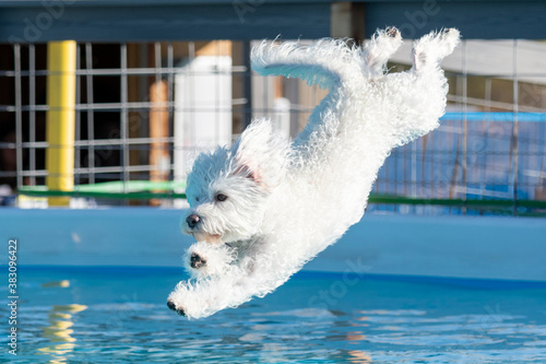 Canvas Print Mixed breed white dog about to splash into the pool