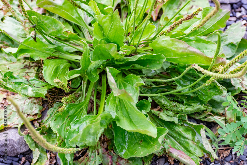 A large bushy plantain Bush. A perennial herb, a common semi-shrub with broad green leaves, has healing and wound-healing properties. A large bushy plantain Bush. A perennial herb, a common semi-shrub with broad green leaves, has healing and wound-healing properties.