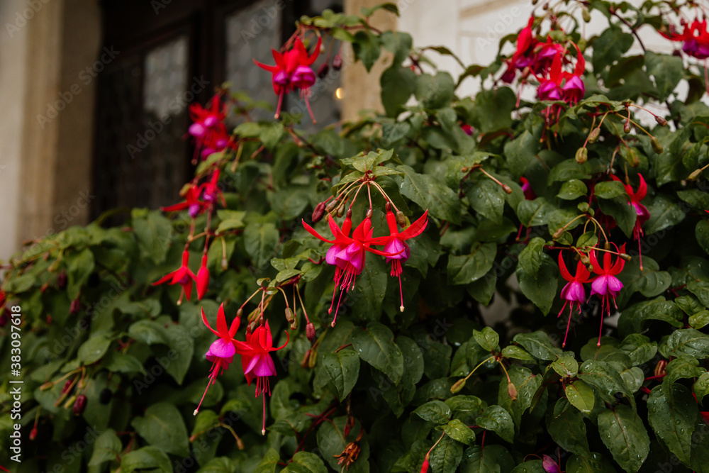 Selective focus of beautiful pink and purple fuchsia flowers in full bloom. Upright fuchsia Selective focus of beautiful pink and purple fuchsia flowers in full bloom. Upright fuchsia