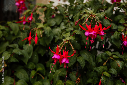Selective focus of beautiful pink and purple fuchsia flowers in full bloom. Upright fuchsia