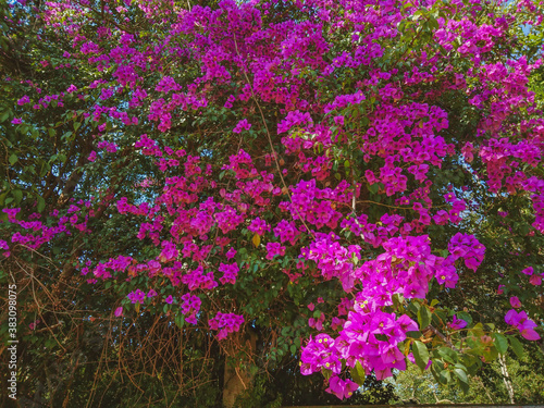  tree with pink flowers of bougainville florida in spring and photo captured with selective focus