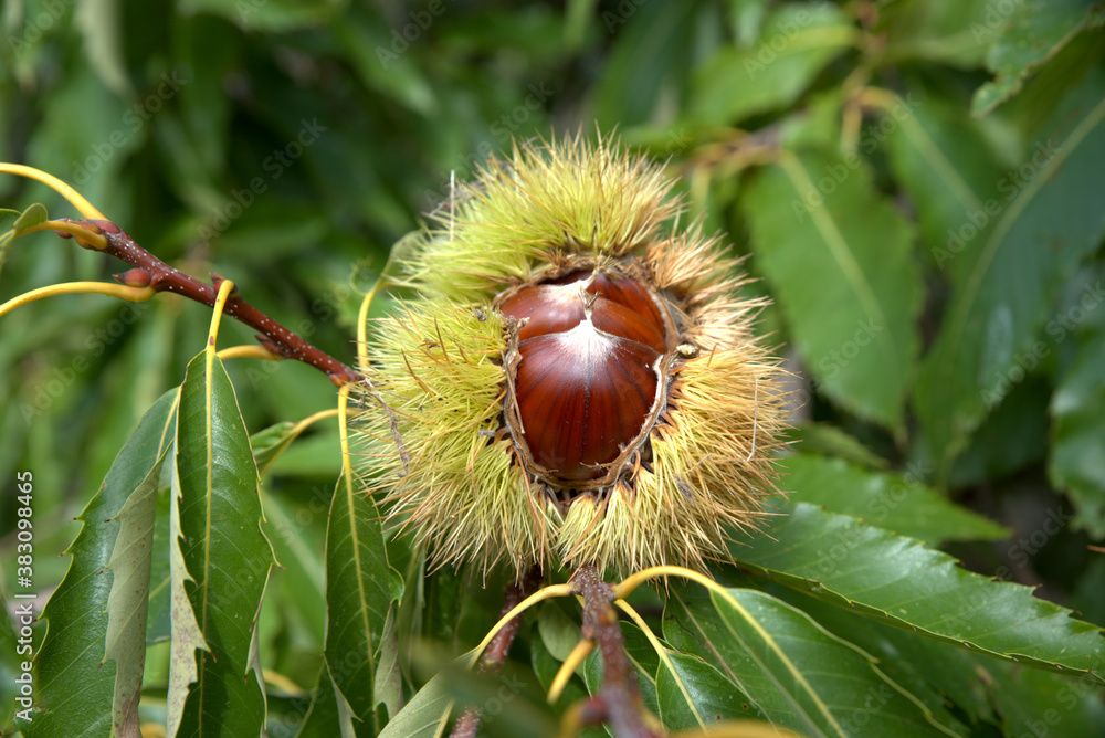 Chestnuts just before harvest, in their thorny sheath on the chestnut tree. kastania, kastana Chestnuts just before harvest, in their thorny sheath on the chestnut tree. kastania, kastana