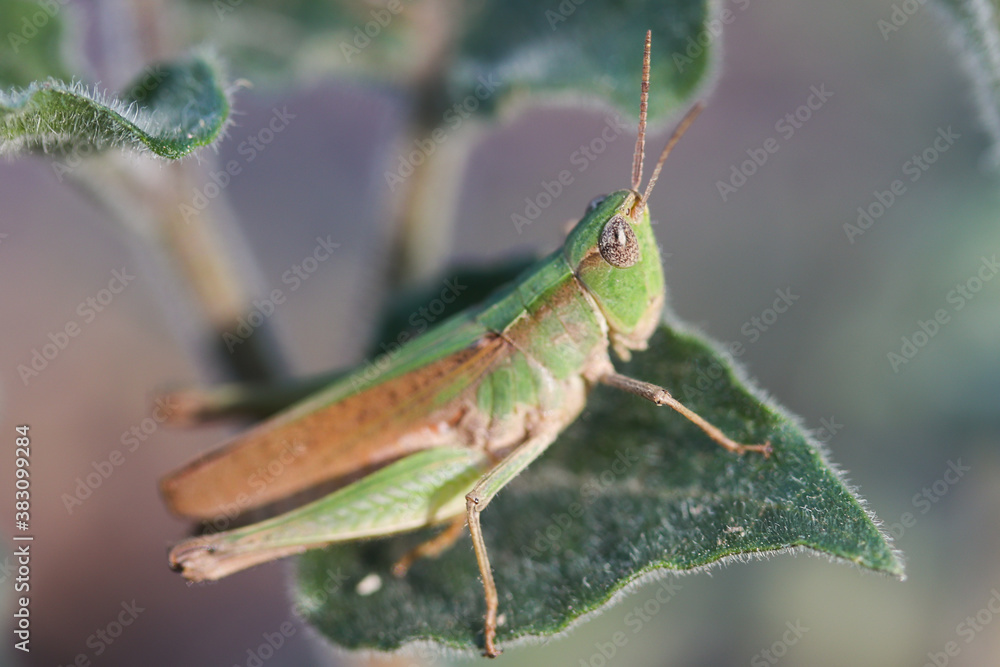 grasshopper on a leaf grasshopper on a leaf