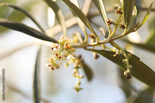 Little olive flowers blossom