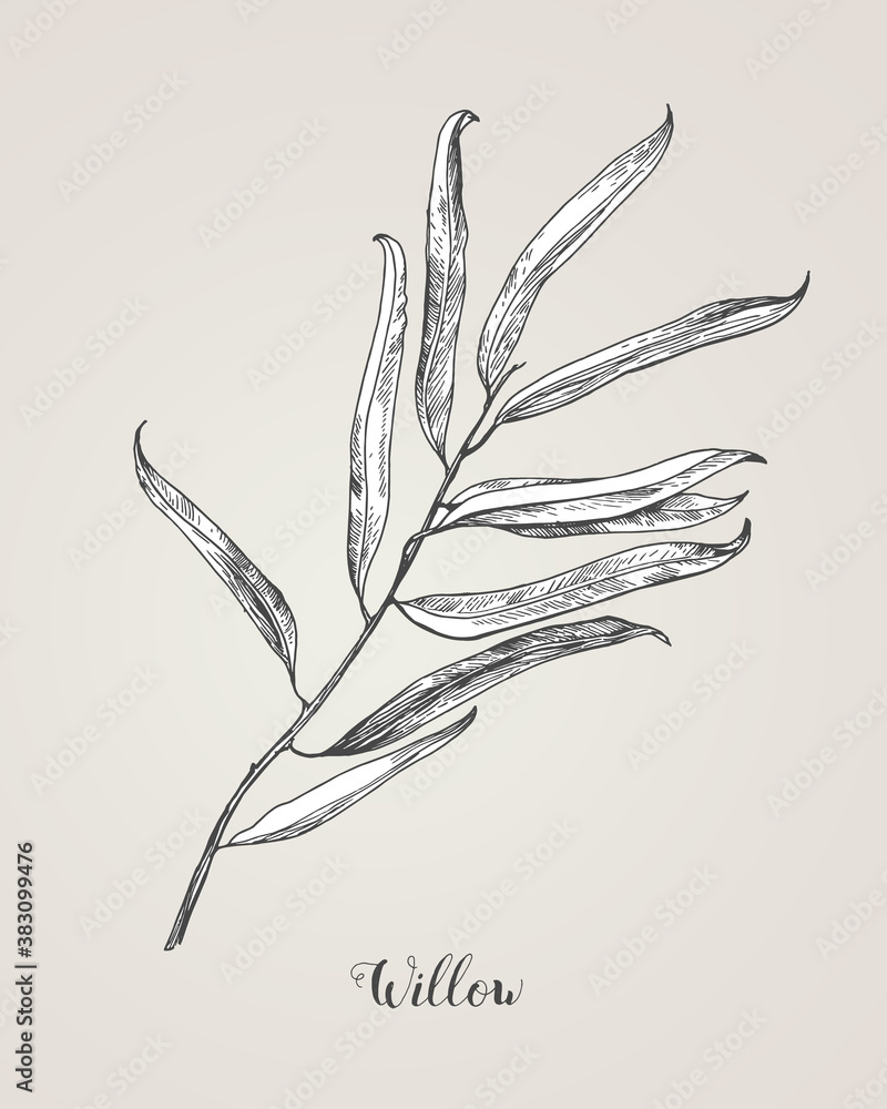 Willow branch line art vector on white background. Willow leaf
