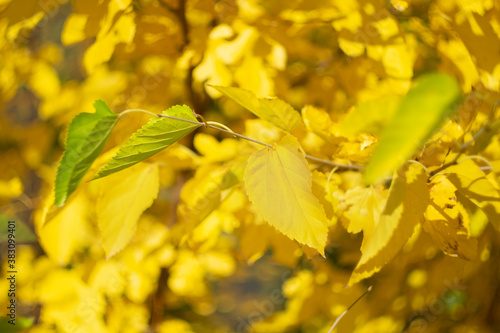  Bright yellow autumn leaves on a blurred background.