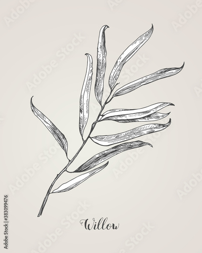 Willow branch line art vector on white background. Willow leaf Botanical Illustration. willow leaf vector illustration