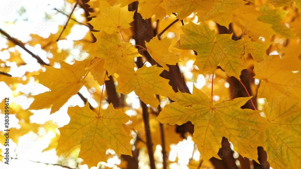 Warm Sunny autumn day, yellowed maple leaves swaying in the wind. Warm Sunny autumn day, yellowed maple leaves swaying in the wind.
