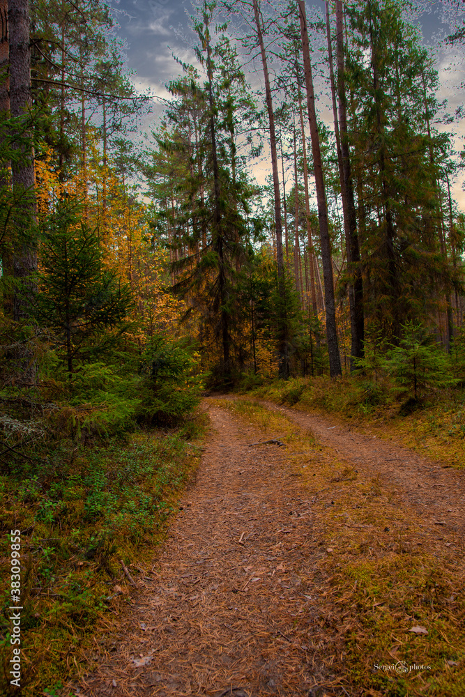 Naklejka premium -Foliage, stream, Rural, Green, peaceful, Park, Backyard, botany, garden, Forest, Wetlands, natural environment,Ecosystem , grass, environment, grass family, country path, stumps, cottage,moss