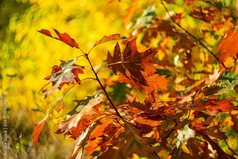 Bright yellow-red autumn foliage of trees on a sunny day. Bright yellow-red autumn foliage of trees on a sunny day.