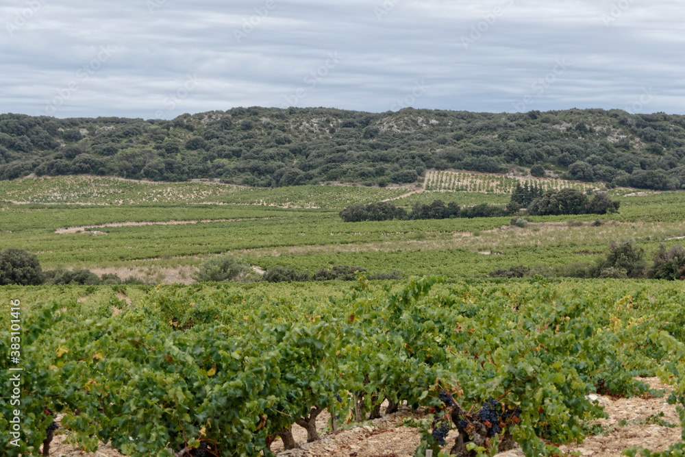 Vignobles dans la région de la commune de Tavel - Gard - France