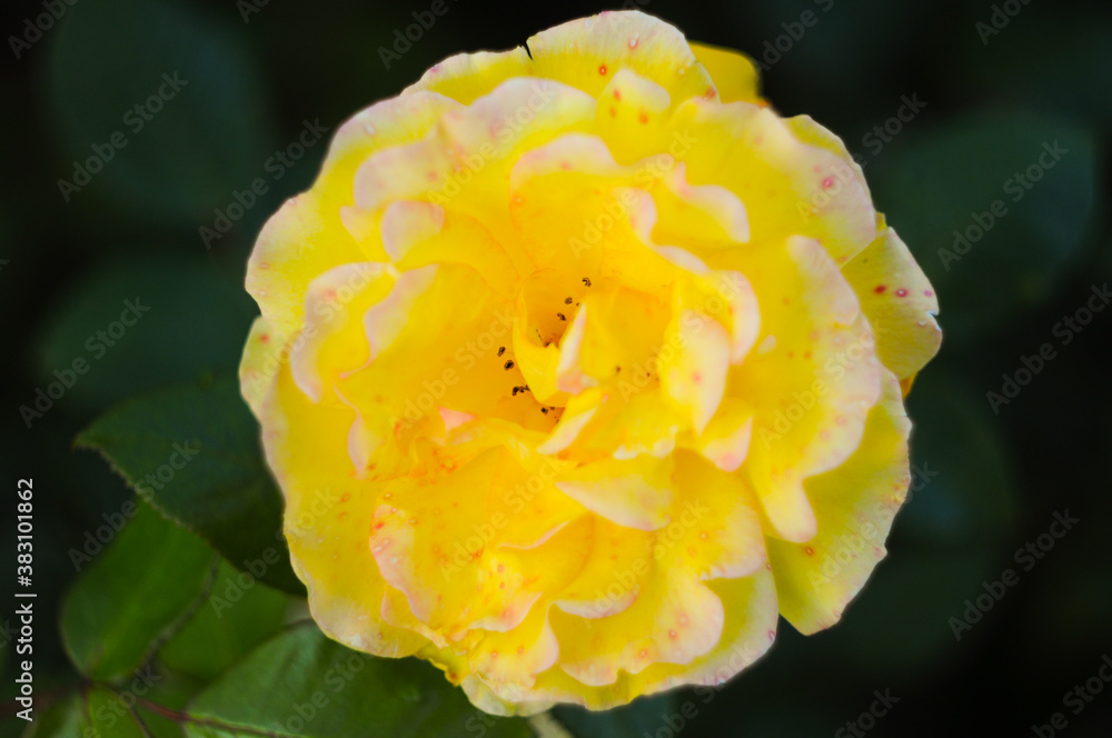 Yellow rose with dew Yellow rose with dew