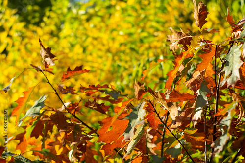 Bright yellow-red autumn foliage of trees on a sunny day.