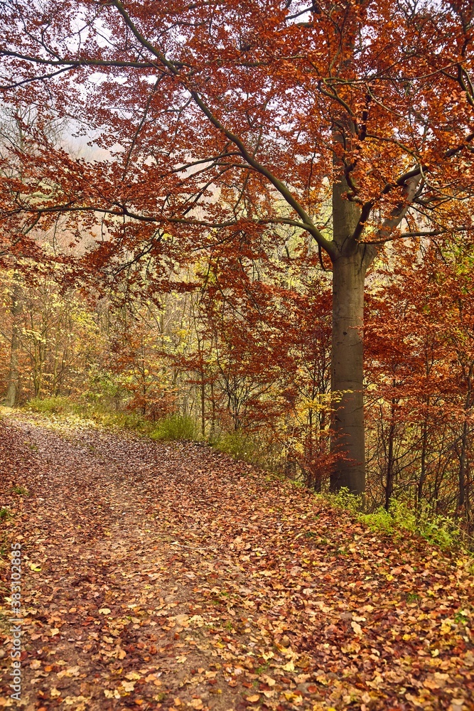 Forest trail in the mountains with colorful autumn leaves