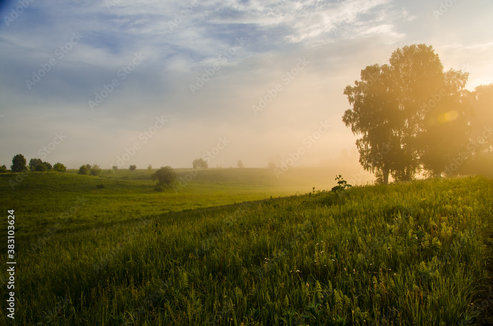 Thick mystical fog over a green forest. Juicy grass. Thick mystical fog over a green forest. Juicy grass.