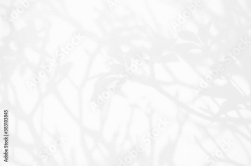 Abstract Shadow. blurred background. gray leaves that reflect concrete walls on a white wall surface for blurred backgrounds and monochrome wallpapers. 