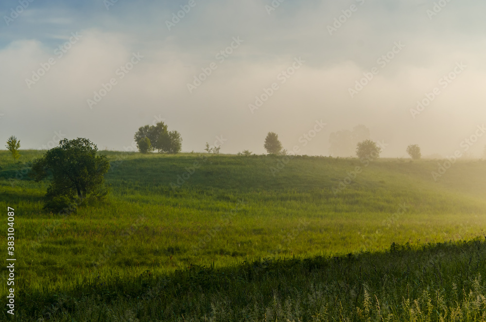 Thick mystical fog over a green forest. Juicy grass. Thick mystical fog over a green forest. Juicy grass.