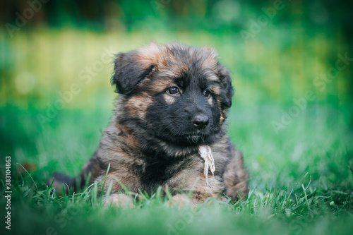 German shepherd dog posing outside. Happy and healthy dogs  © Evelina