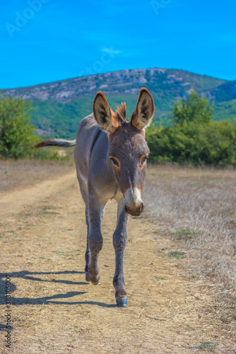 little donkey 4 months walking along the road in the steppe © Evdoha