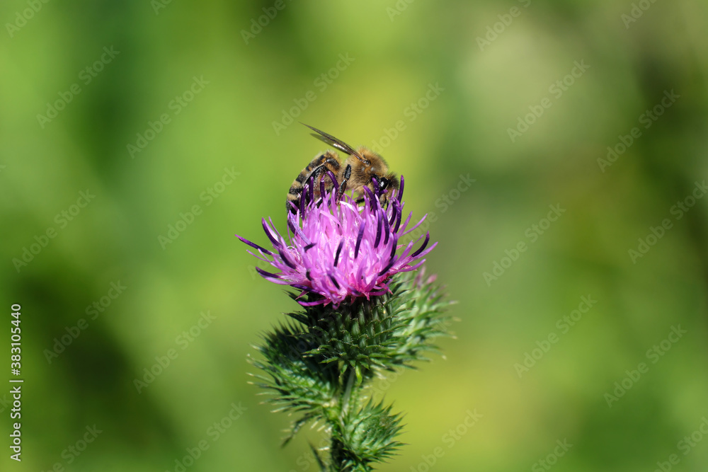A selective focus shot of a bee on a purple blossom and blurred background - Stockphoto A selective focus shot of a bee on a purple blossom and blurred background - Stockphoto