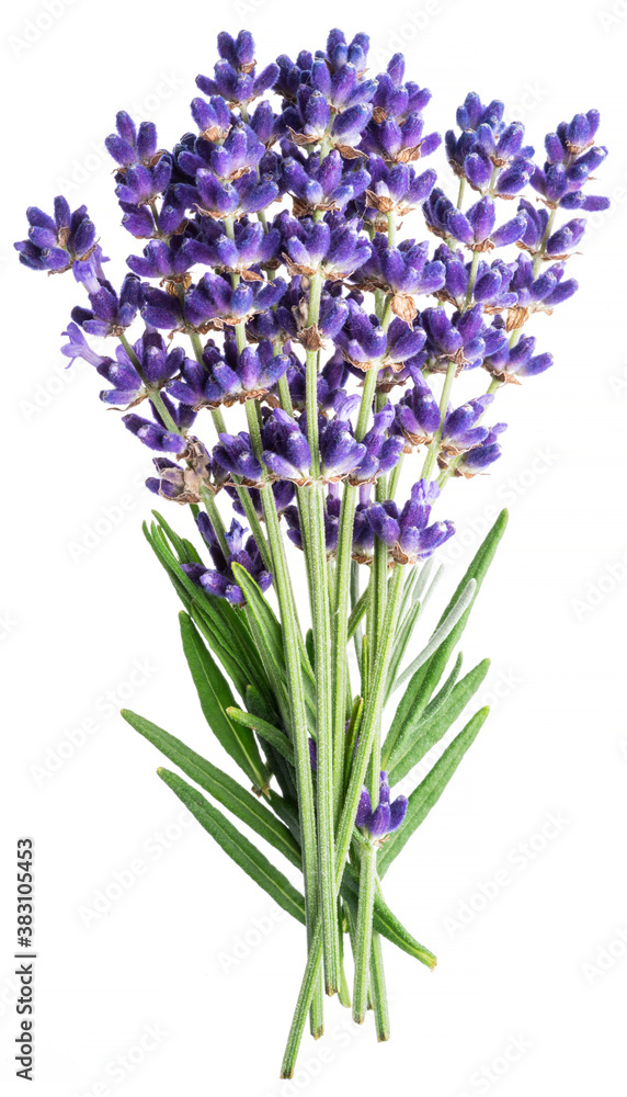 Naklejka premium Bunch of lavandula or lavender flowers on white background.