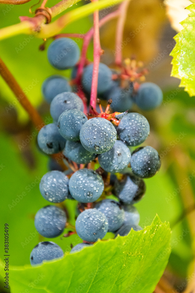 A bunch of wild grapes hanging from the branch. A bunch of wild grapes hanging from the branch.