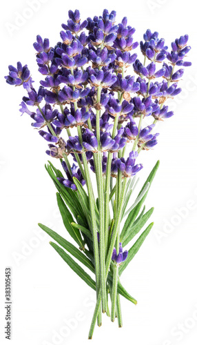 Canvas Print Bunch of lavandula or lavender flowers on white background.