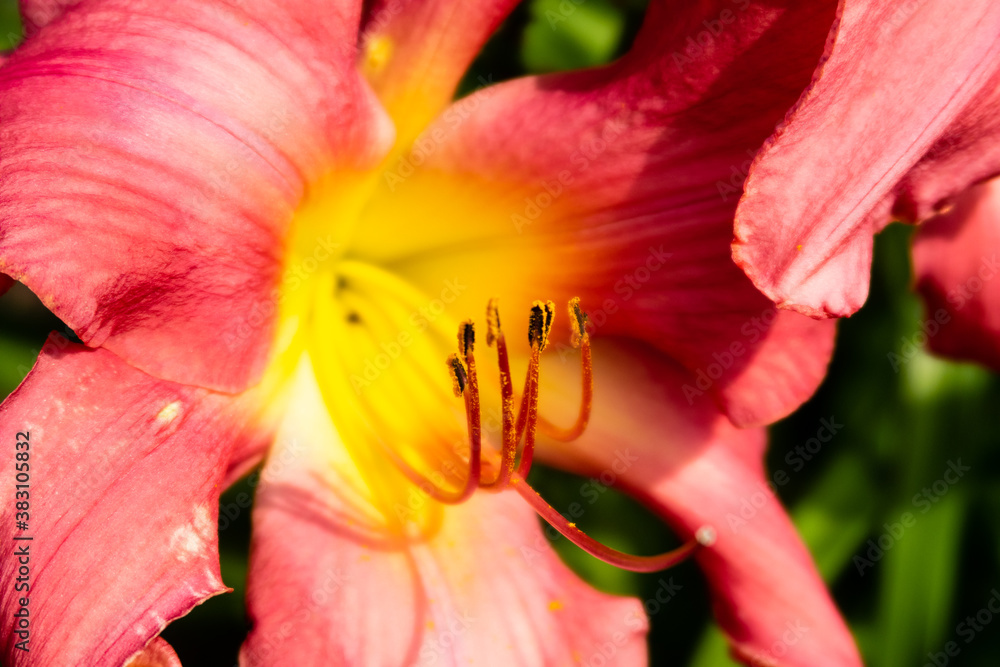 Closeup view of a beautiful daylily (Hemerocallis) Closeup view of a beautiful daylily (Hemerocallis)