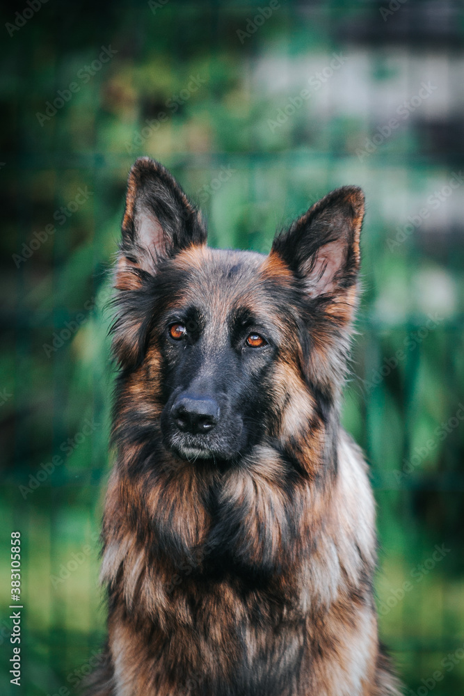 German shepherd dog posing outside. Happy and healthy dogs German shepherd dog posing outside. Happy and healthy dogs