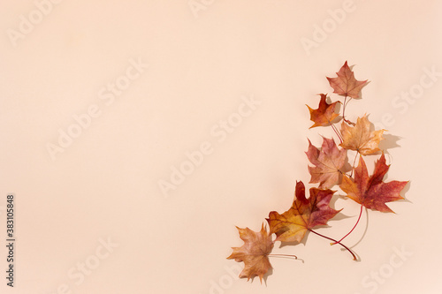 Autumn composition. Dried leaves on pastel biege background. Top view. Flat lay.