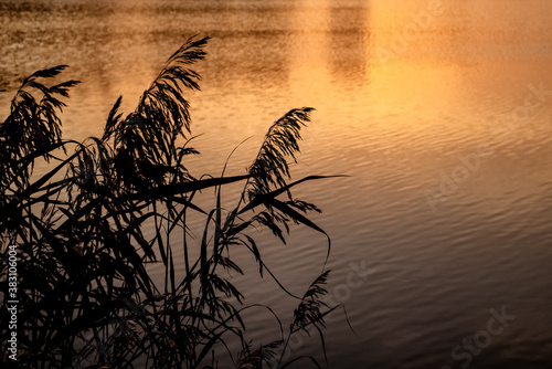 silhouette of reeds at sunset on the ripples of lake water background