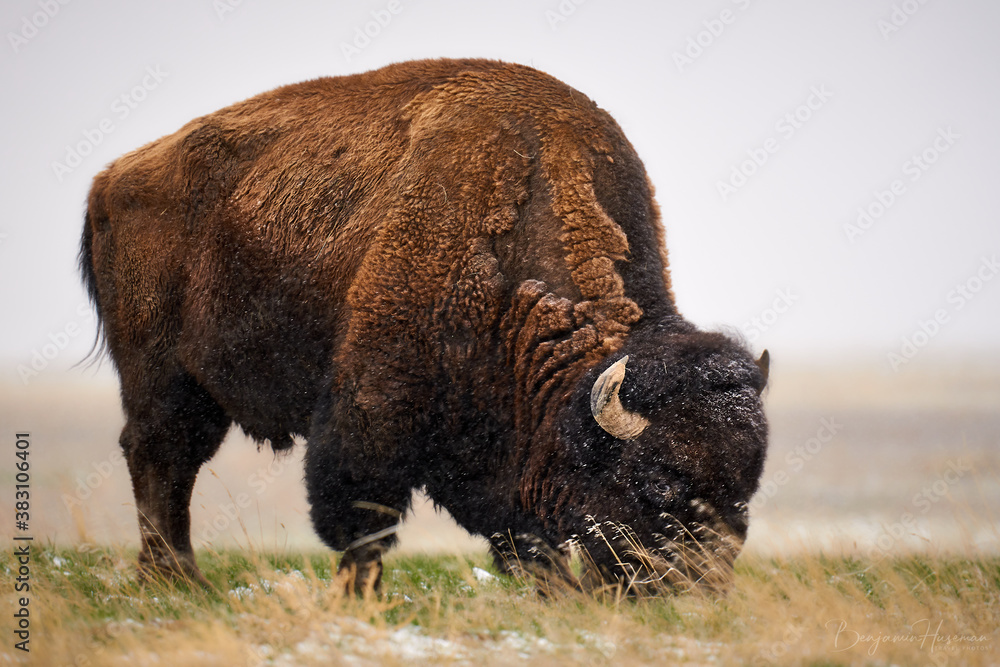 american bison american bison