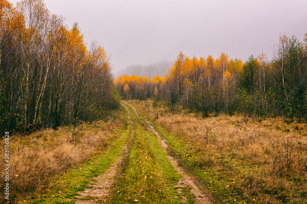 Misty late fall landscape with yellow or golden colored trees, fog and dirt road in the mountains