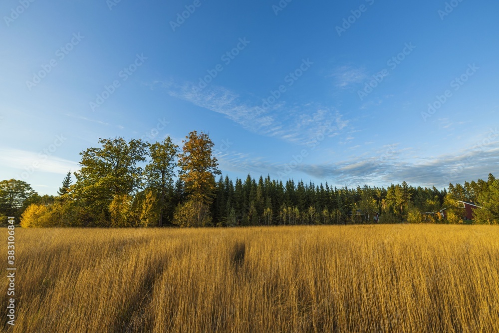 Gorgeous autumn colorful nature landscape view. Beautiful nature backgrounds. Green yellow trees and grass field on blue sky background.