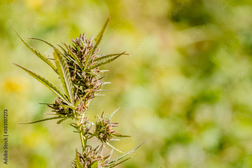 Fototapeta premium A marijuana plant, cannabis, in its natural environment