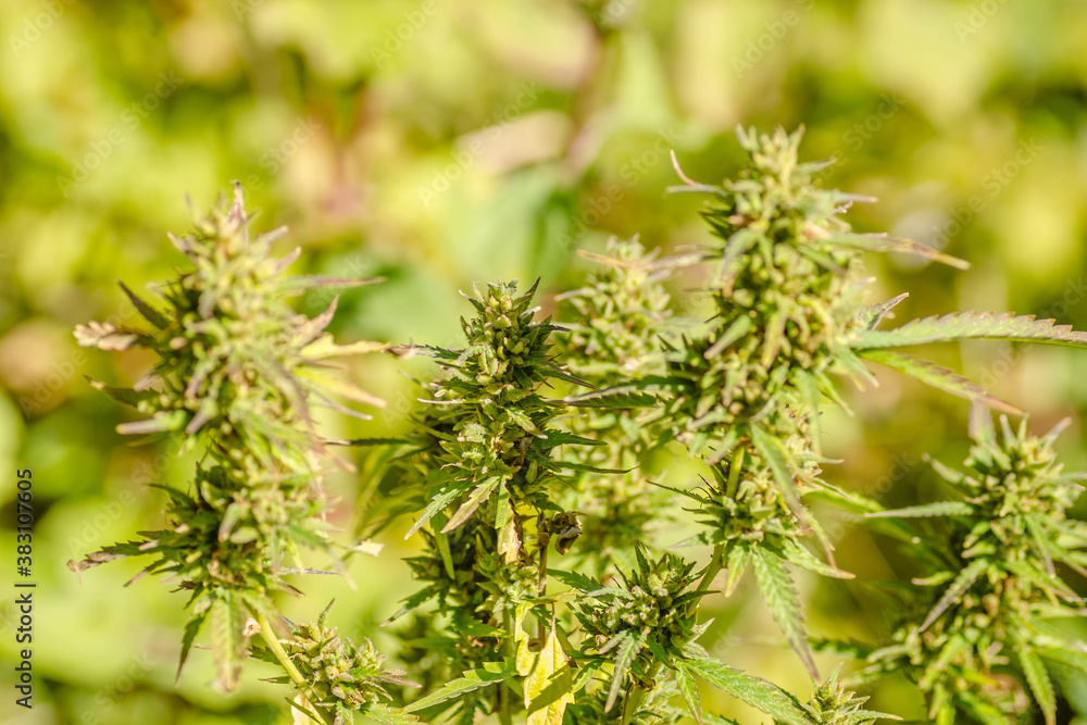 A marijuana plant, cannabis, in its natural environment A marijuana plant, cannabis, in its natural environment