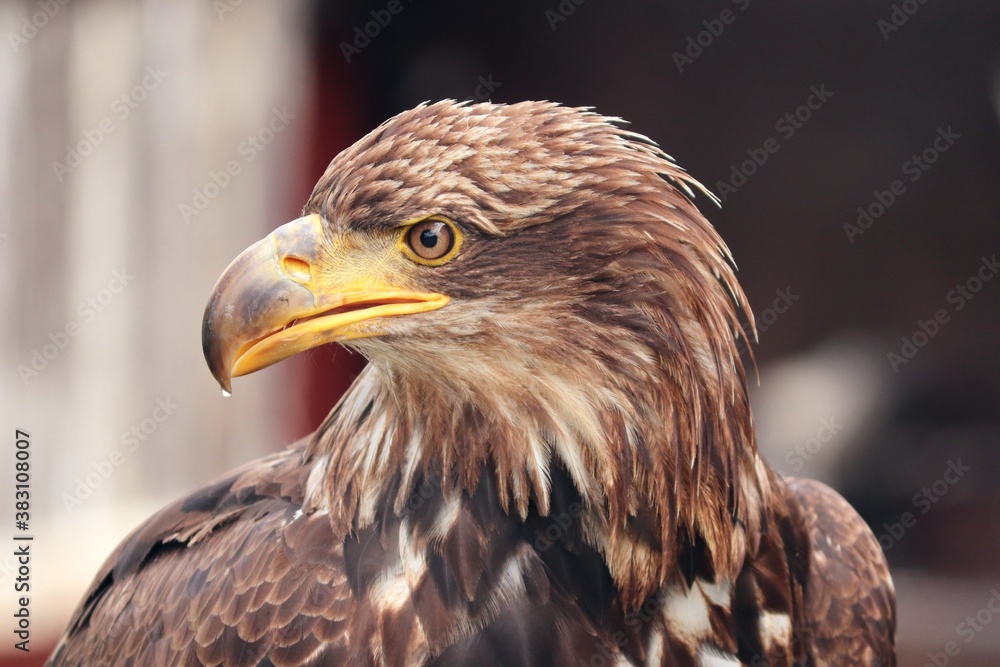 Steinadler im Portrait mit gelbem Schnabel Steinadler im Portrait mit gelbem Schnabel