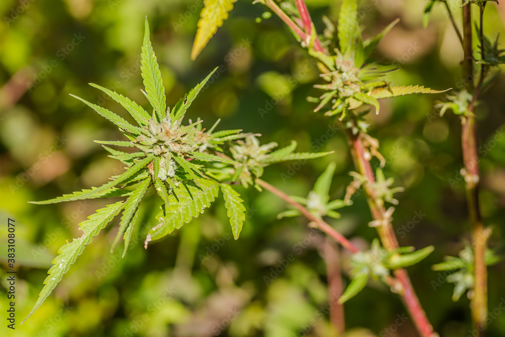 A marijuana plant, cannabis, in its natural environment A marijuana plant, cannabis, in its natural environment