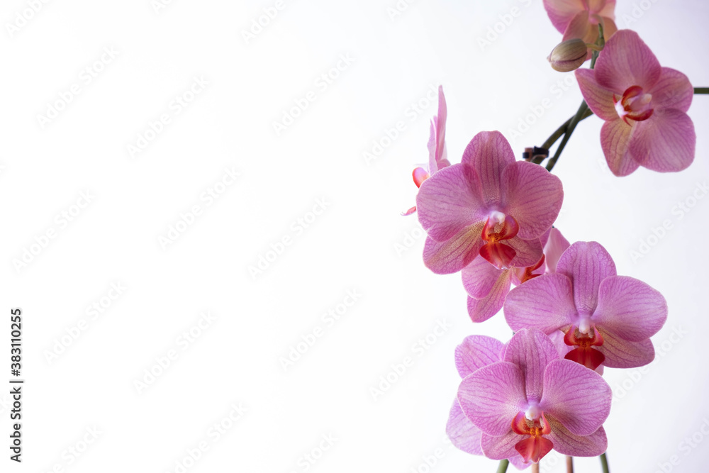 big blooming flowers phalaenopsis orchid big blooming flowers phalaenopsis orchid