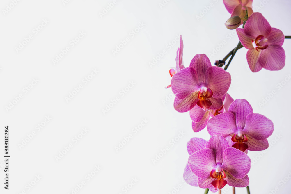 blooming orchid on white background blooming orchid on white background