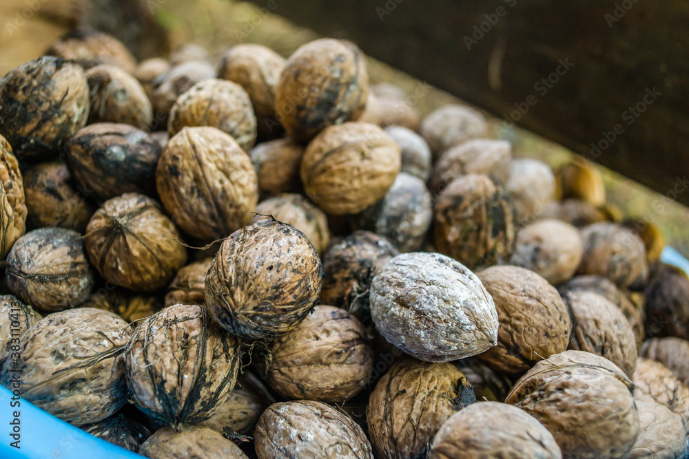 Collected ripe fruits of the walnut plant Collected ripe fruits of the walnut plant