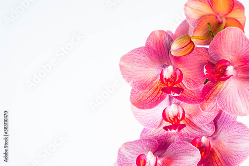 a branch covered with phalaenopsis orchid flowers