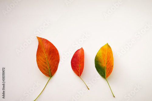 Fototapeta Naklejka Na Ścianę i Meble -  Autumn leaves. Orange, yellow colors. White isolated background. Copy space