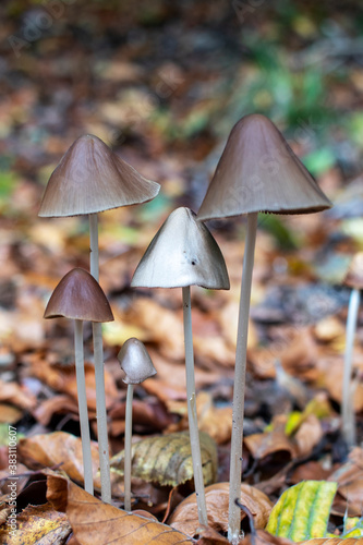 Wild brown mushrooms Coprinellus growing in the autumn forest.
