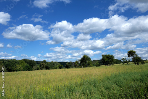 Wiese mit hohem Gras und Baumreihe bei sonnigem Wetter mit blauem Himmel und weißen Wolken - Stockfoto