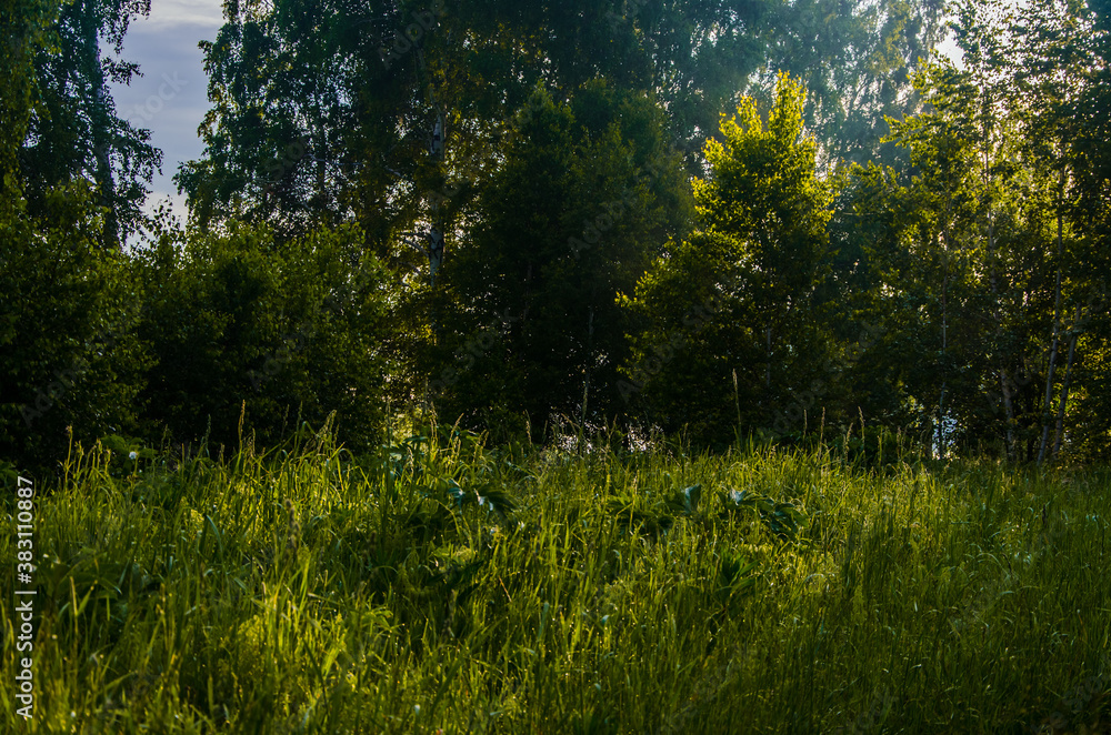 Fototapeta premium Thick mystical fog over a green forest. Juicy grass.