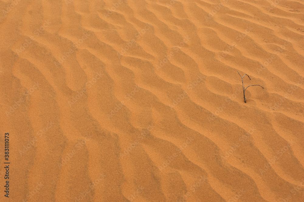 Fototapeta premium send patterns in Khuri sand Dunes, Jaisalmer, Rajasthan, India