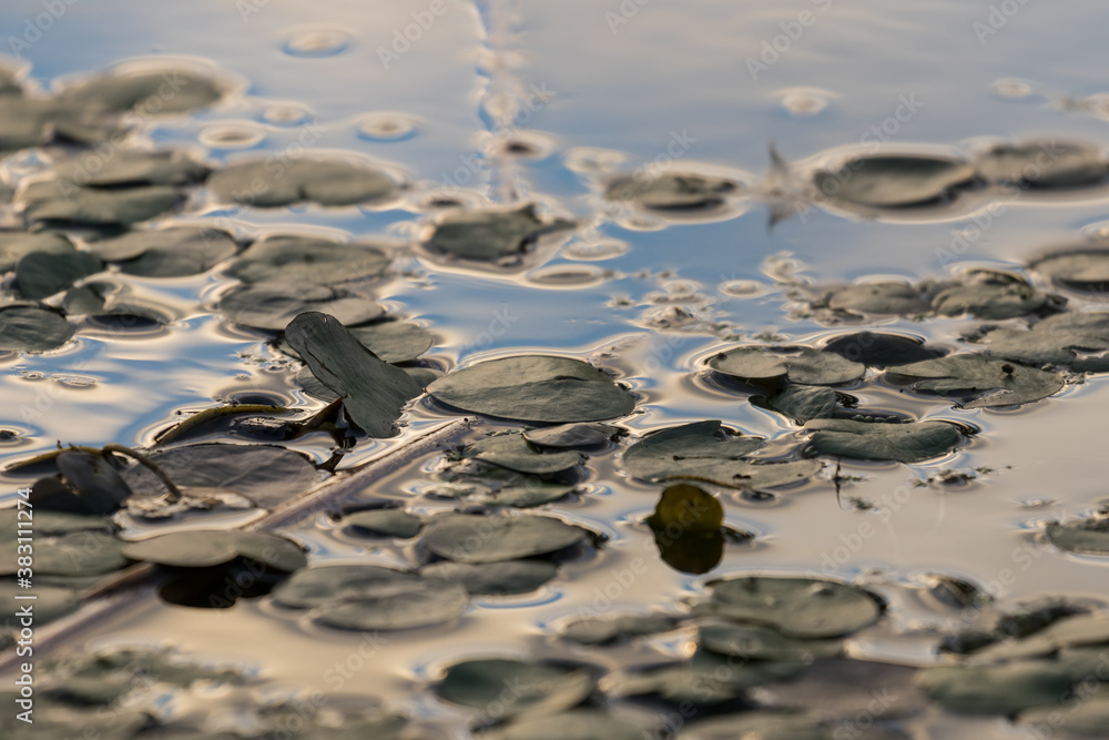 Żabistek pływający Hydrocharis morsus-ranae liście na wodzie - naturalny świat ptaków i zwierząt wodnych - obrazy, fototapety, plakaty 